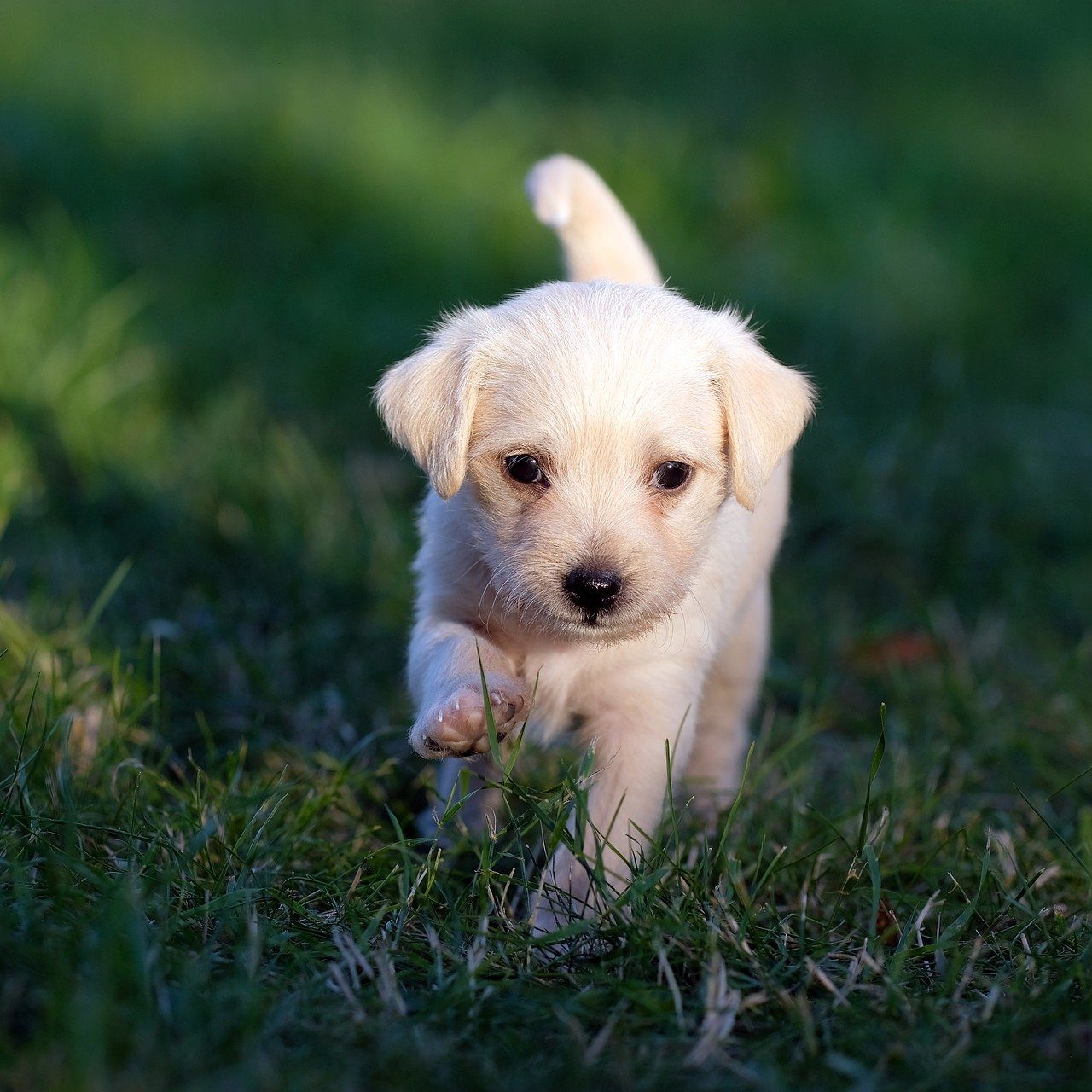 éducateur-pour-chiot