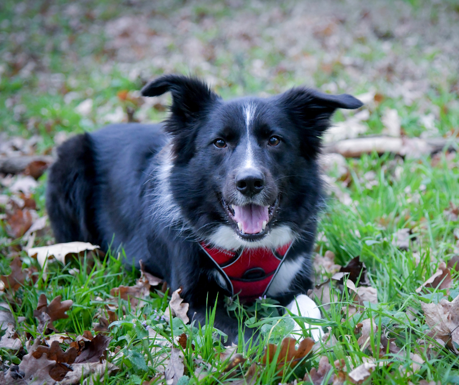 Border-collie