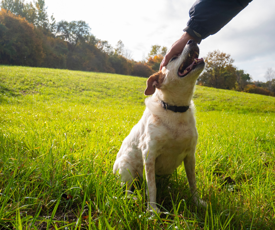 chien-récompense