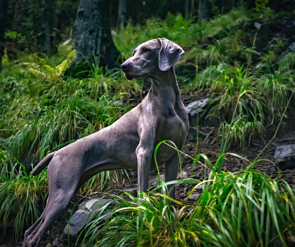 dresseur-pour-chiens