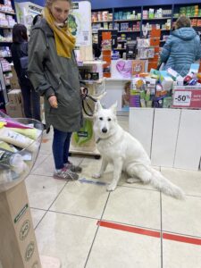 chien-supermarché