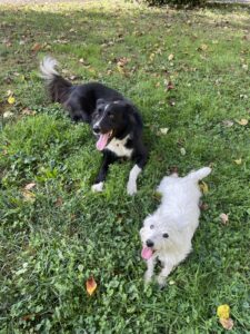 border-collie