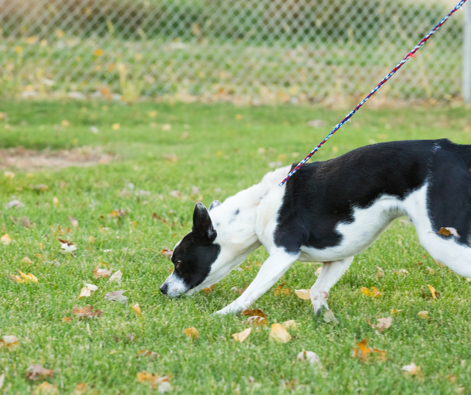 promenade-chien