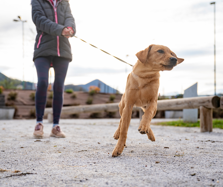 chien-marche-en-laisse