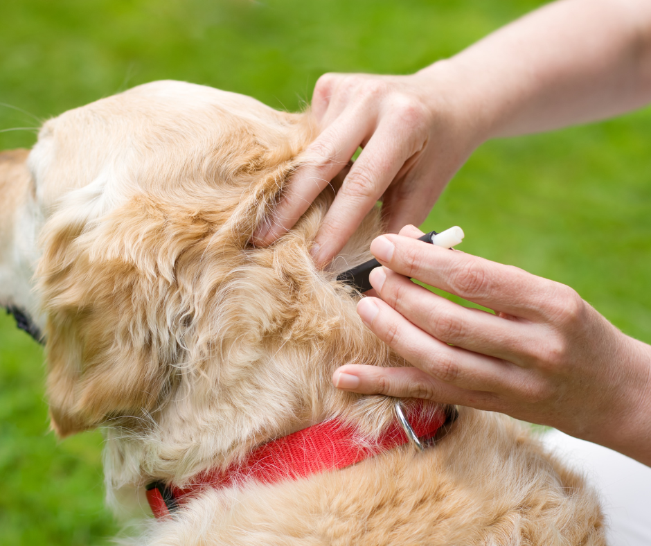 traitement antiparasitaire chien