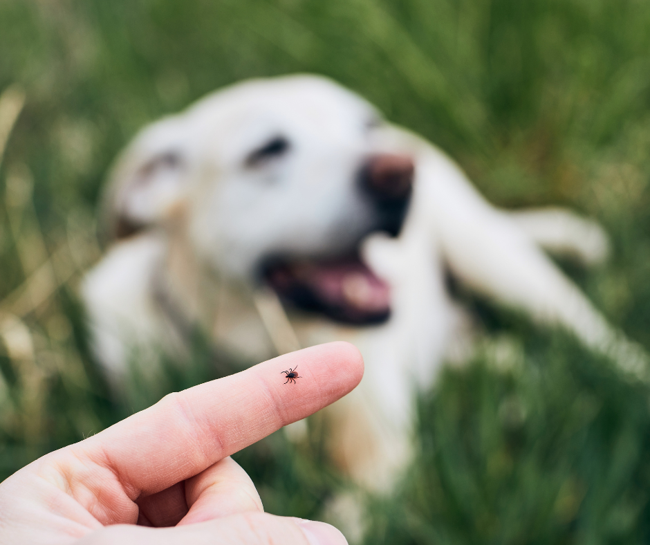 retirer tique chien