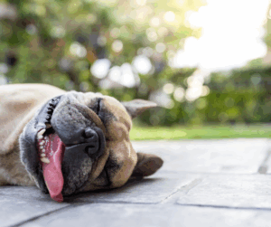 chien chaleur