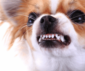 Chien qui grogne doucement, montrant un signe de peur ou d’inconfort.