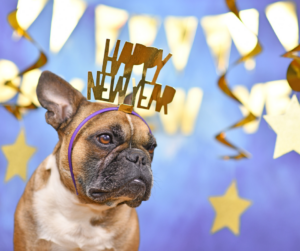 Chien anxieux à cause des feux d’artifice à la maison