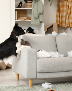 chien détruit coussin absence propriétaire