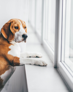 chien seul dans maison anxiété de séparation