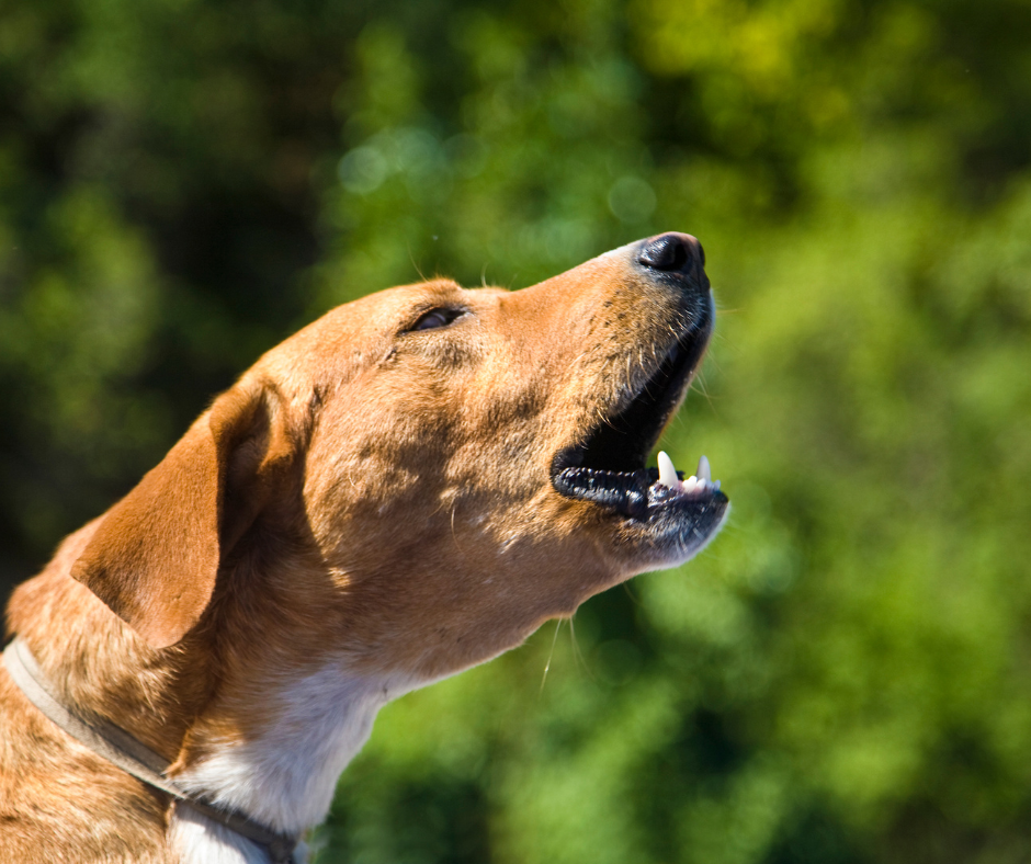 chien qui aboie devant une fenêtre comportement canin
