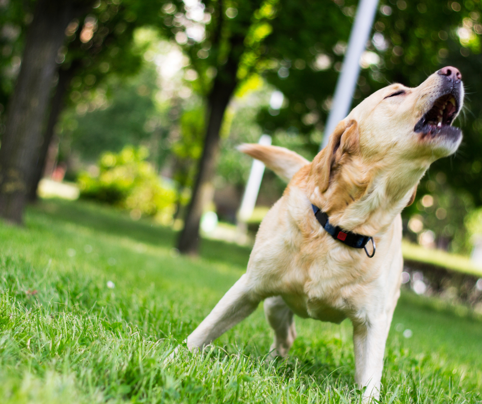 éducateur canin accompagnement aboiement chien
