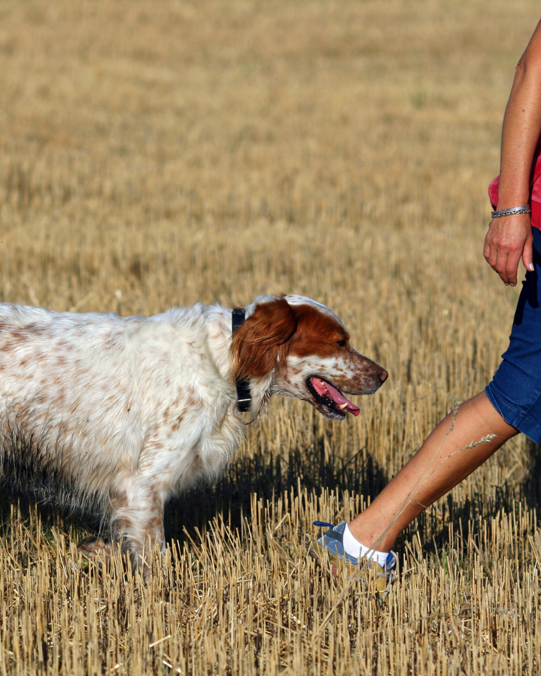 Hyperattachement chez le chien