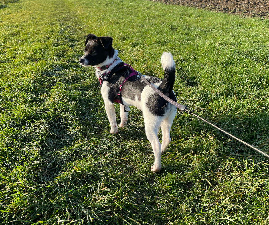 Chien distrait pendant une promenade en extérieur