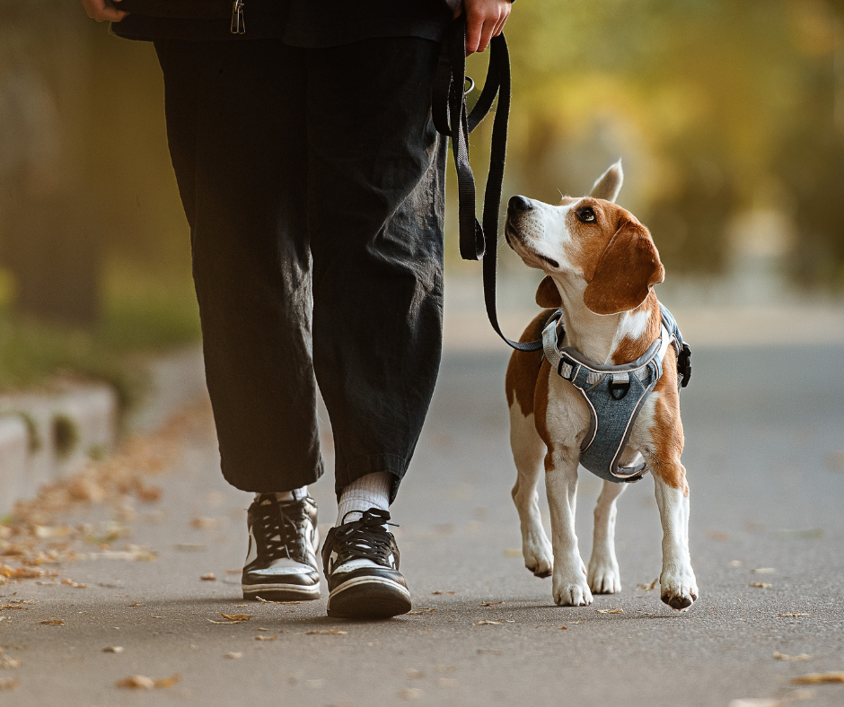 Chien qui n'écoute pas son maître en promenade