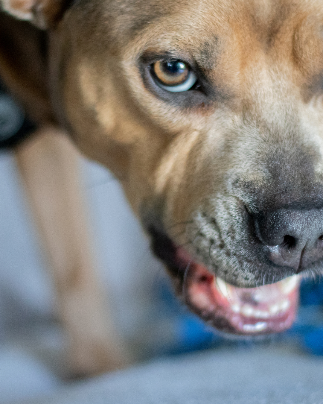 Chien qui grogne pour communiquer son inconfort