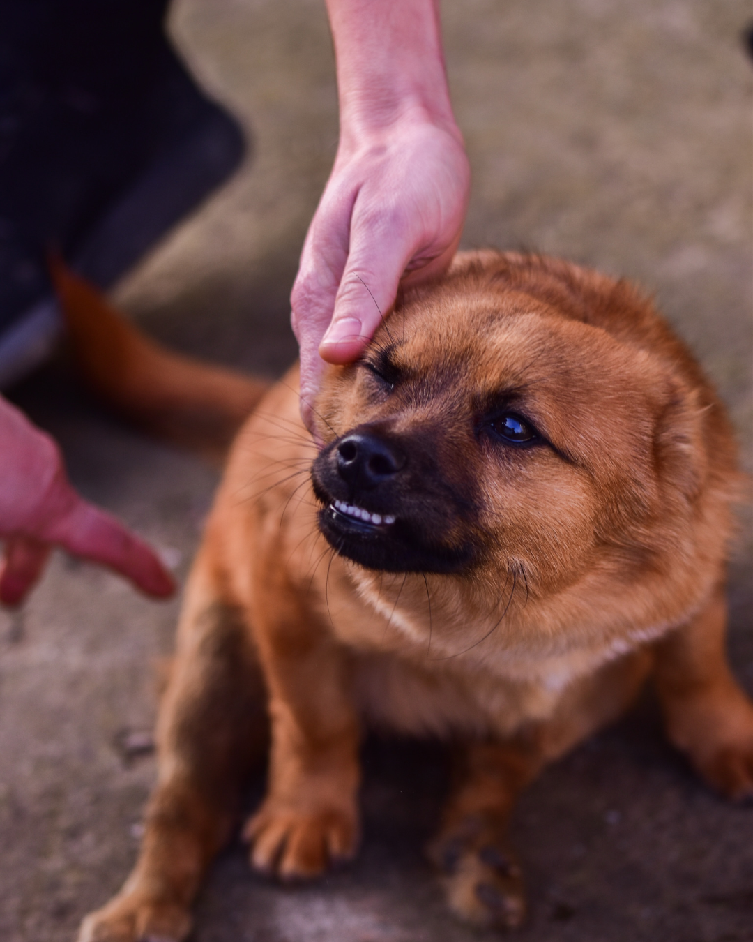 Langage corporel d'un chien qui montre son inconfort